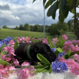 Acadia - Mahogany female Belgian Malinois puppy in Paris, Kentucky from Z Domu Niedzwiedzia Malinois