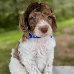 Blue - Parti male Goldendoodle puppy in Hesperia, Michigan from Red Acres Poodles & Doodles