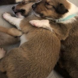 Collie Puppies from Highland Moor Kennel