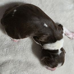 Kai - Tri-Roan male English Springer Spaniel puppy in Florida from Thunderbird Springers