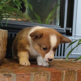 Milton - Red male Pembroke Welsh Corgi puppy in North Manchester, Indiana from Covered Bridge Corgis