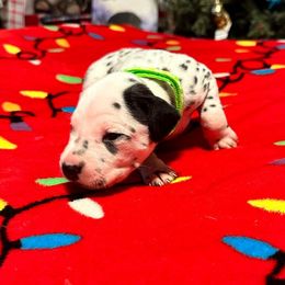 Boy 1 - White and black Dalmatian puppy in Elko, Nevada from Knotts Dalmatians