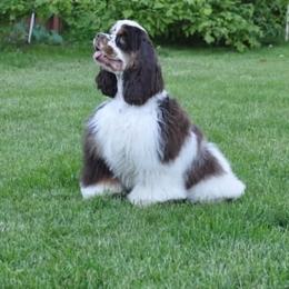 Cocker Spaniel puppies from CuttinBlue Farms