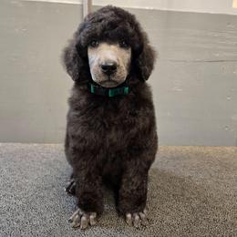 Green Collar - Silver male Poodle puppy in Patterson, California from Paterson Poodles