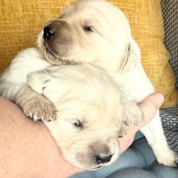 Chieftain - Light golden male Golden Retriever puppy in Watkins, Colorado from Brightside Goldens