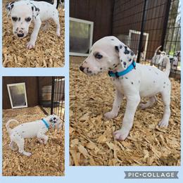 Light blue - White and black male Dalmatian puppy in Pulaski, Tennessee from River Valley Forge Dalmatians