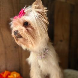 Jojo - Yorkshire Terrier
