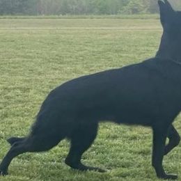 Cane Corso and German Shepherds from Cane Sportivo