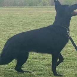 Cane Corso and German Shepherds from Cane Sportivo