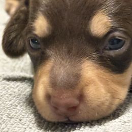 Hank - Chocolate and cream male Dachshund puppy in Hardy, Arkansas from Tracy's Dachshunds