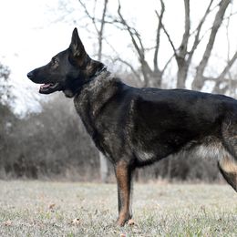 Extreme - German Shepherd