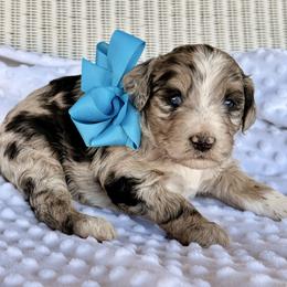 Kola - Blue merle female Aussiedoodle puppy in Talihina, Oklahoma from Lockhart Mini Aussies