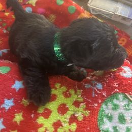Gabe - Black male Scottish Terrier puppy in Goodrich, Texas from Landrum Scottish Terriers
