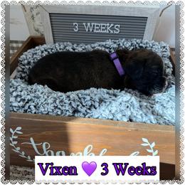 Vixen - Brindle female Boxer puppy in Greenwell Springs, Louisiana from Bayou Boxer Haus - Baton Rouge Boxers