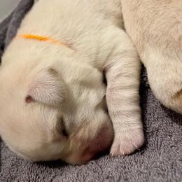 Boy 4 - Yellow male Labrador Retriever puppy in Hutto, Texas from Texas Bluebonnet Labs