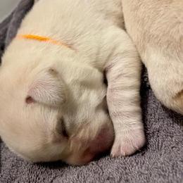 Boy 4 - Yellow male Labrador Retriever puppy in Hutto, Texas from Texas Bluebonnet Labs