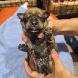 Miniature Schnauzer Puppies from S & S Miniature Schnauzer