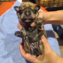 Miniature Schnauzer Puppies from S & S Miniature Schnauzer