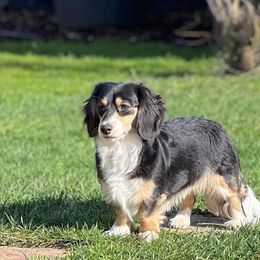 Willie - Dachshund