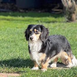 Willie - Dachshund