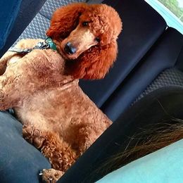 Scarlett - Red  female Poodle puppy in Travelers Rest, South Carolina from Cotton Top