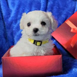 Bichon Frise Puppies from Wonder Bichons