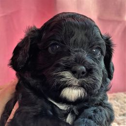 Cavapoo Puppies from Clearview Canines