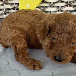Lucy - Red  female Poodle puppy in Cape Coral, Florida from Ruby the poodle