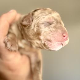 Bernedoodle, Poodle, and Saint Berdoodle Puppies from Remington Kennels, LLC