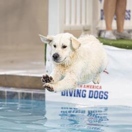 Slayter - Golden Retriever