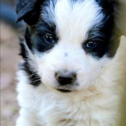Stevie - Black and white female Border Collie puppy in Custer, South Dakota from Pinpoint Border Collies