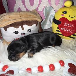 Bentley - Black and tan male Cavalier King Charles Spaniel puppy in Broken Arrow, Oklahoma from Cavalier King Charles Heartland
