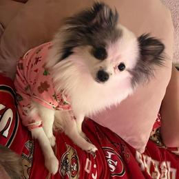 Malla - Pomeranian