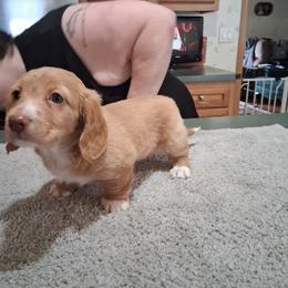 Akc Elly's  boy - Cream male Dachshund puppy in Penn Run, Pennsylvania from Shannon’s Dachshunds