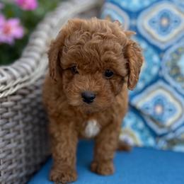 Karon - Red sable male Havapoo puppy in Loveland, Colorado from Littledoodles2love