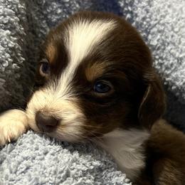 Jovie - Red tri-color female Australian Shepherd puppy in Butler, Georgia from Aussies at Howling Hill Farm