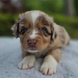 KitKat - Red merle female Australian Shepherd puppy in Summerville, South Carolina from Flowertown Aussies