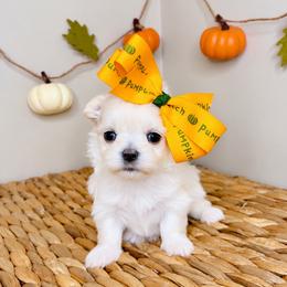 June - White female Maltese puppy in Morehead, Kentucky from Paw Perfect Pets