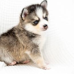 Boy 2 - Wolf sable male Pomsky puppy in Spring City, Pennsylvania from Pomsky Power Puppies