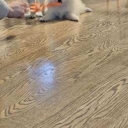 Buddy - Cream male Pomeranian puppy in Modesto, California from SelfiePoms