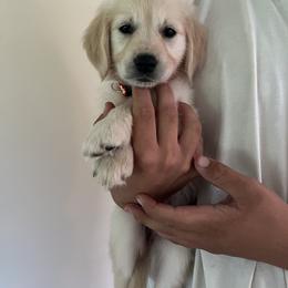 Golden Retriever Puppies from Wise Goldens