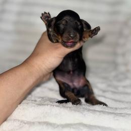 Sue Storm - Black and tan female Dachshund puppy in Ceres, California from Rockin' M’s LilBitty Dachshunds (LBD)