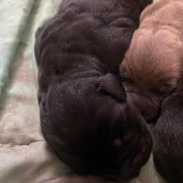 Girl 2 - Black Cane Corso puppy in Clarksburg, West Virginia from West By God Virginia Cane Corso