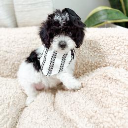 Sundae - Parti female Goldendoodle puppy in Pearland, Texas from Posh Paws Puppies