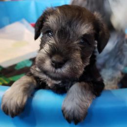 Miniature Schnauzers from Tina Lusk's Miniature Schnauzers
