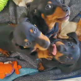 Dachshund Puppies from Lisa's Dachshunds