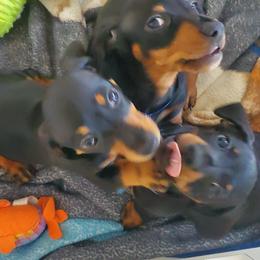 Dachshund Puppies from Lisa's Dachshunds
