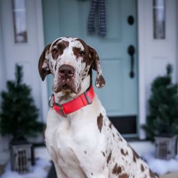 Tallulah - Great Dane
