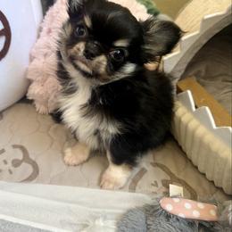 Chihuahua puppies from Golden State Chihuahuas
