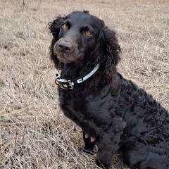 Ray - Boykin Spaniel